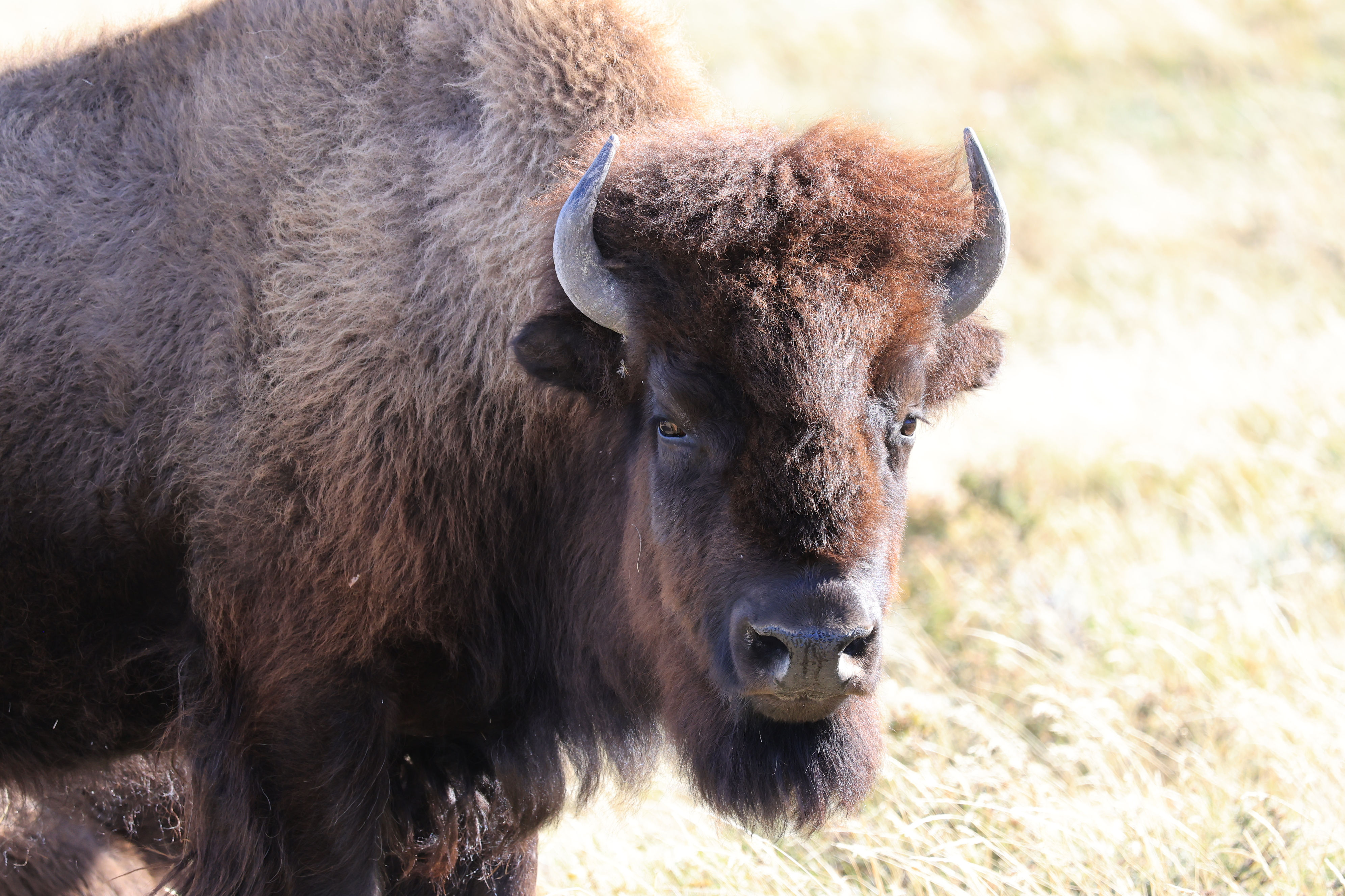 Bison Paddok
